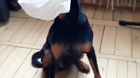Dog wearing mask
