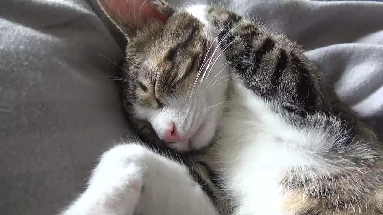 While I Was Sleeping, Mom Put My Paw Behind My Ear