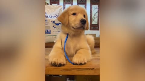 A dog with a blue chain