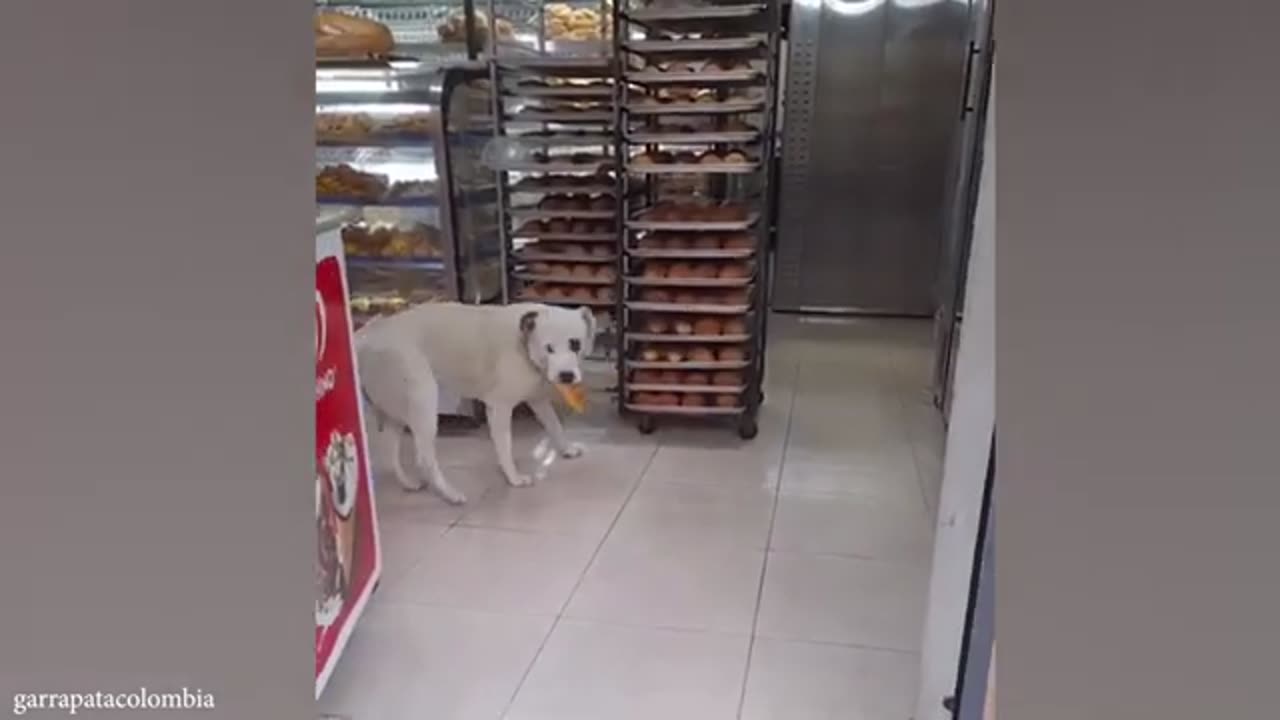 funny animals