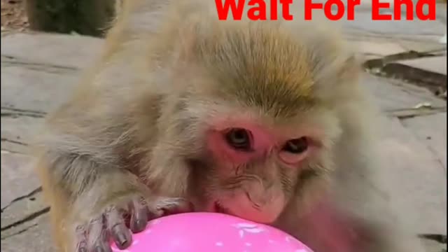 Funny animal video