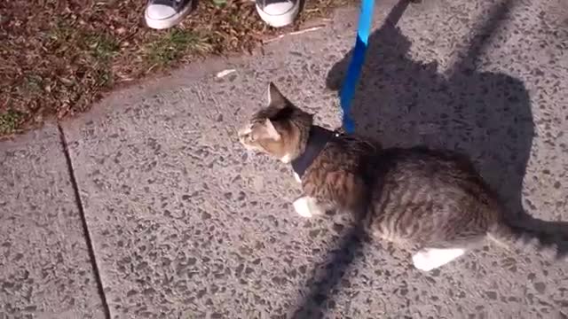 How to trian your cat to walk on a leash