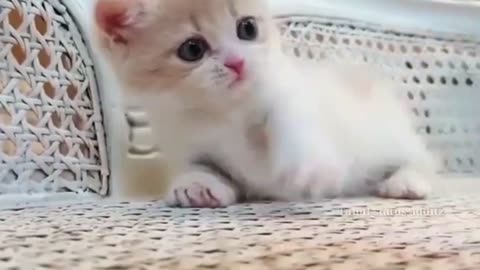 Cute Cat || loving animals