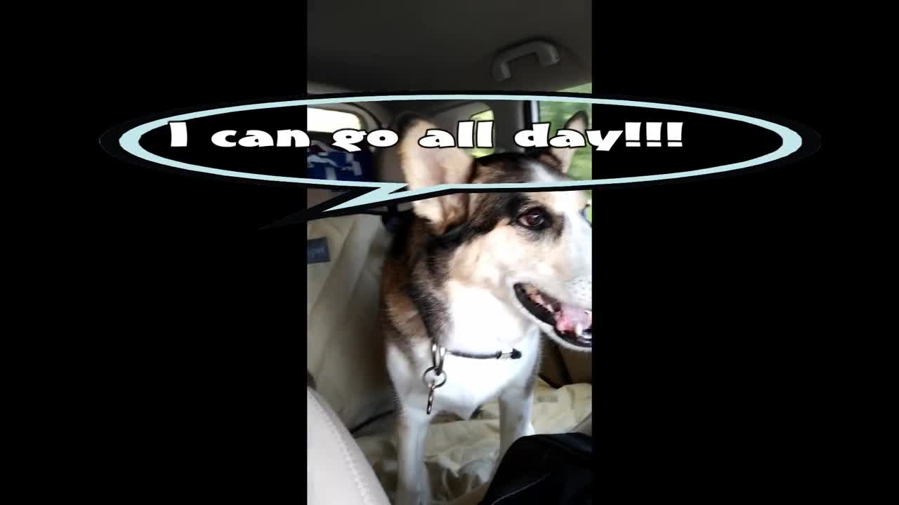 Bad Dog Demands to sit in Front seat by Throwing Tantrum for 2 Hours Crazy Husky!!