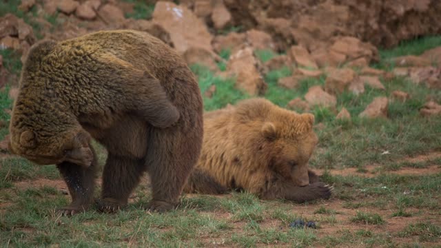 Pair of brown bears in the field