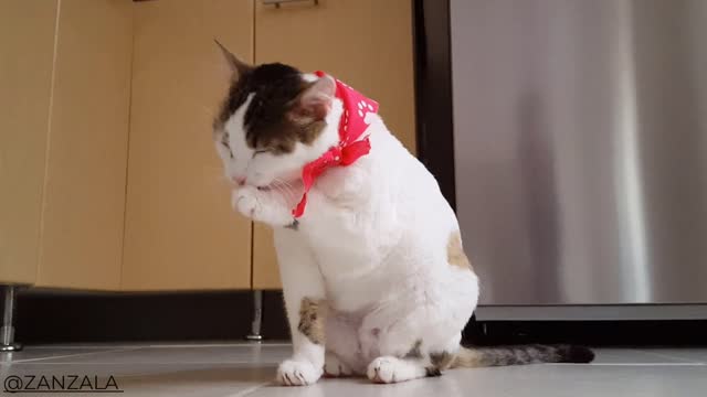 funny cats clean