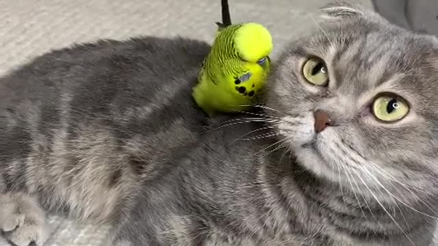 A bird playing with a cat is fun