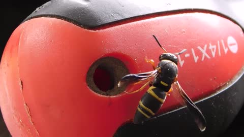 Wasp Lays Egg