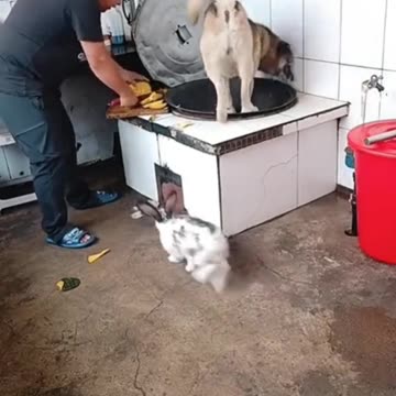 Super funny dogs videos. Over smart dog . Funny Animals Video Part 10 . Please Follow My Channel 😭