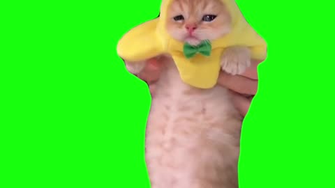 Banana Cat Dancing | Green Screen