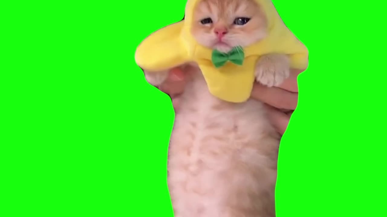 Banana Cat Dancing | Green Screen