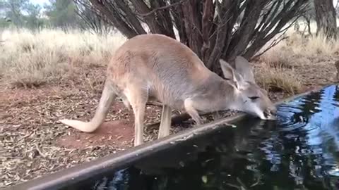 Thirsty Kangaroo Drinks a Lot of Water