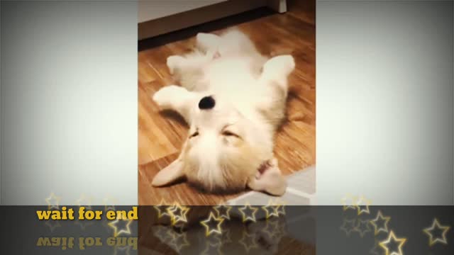 Viral Funny dog video dog comedy video