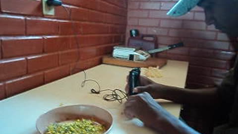 Extração de pólen de tomate