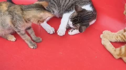 Funny cat video