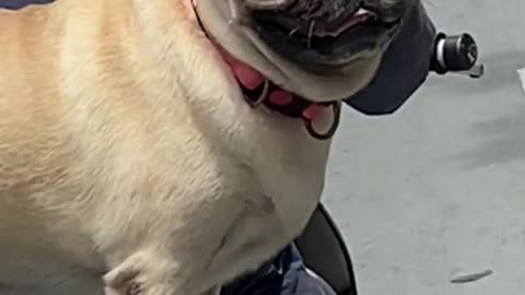 The dog stands on the motorcycle very well.