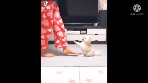 Cat dancing