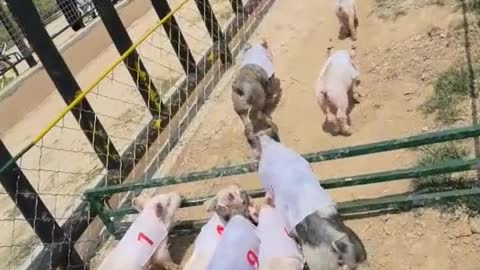 The pig run