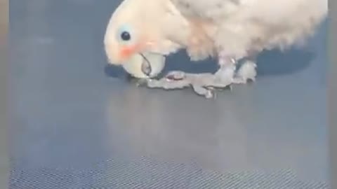 I found some Funny Pets Tik Tok For You 😍