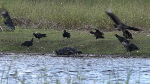 Gator Creeping Toward the Vultures