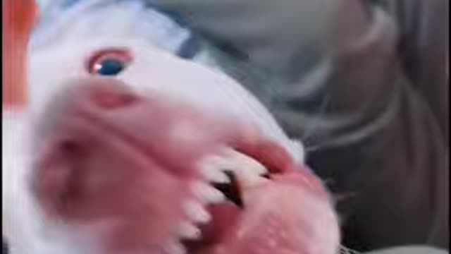 Funny Animals Life In Action.
