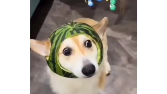 Watermelon 🍉 hat 🎩