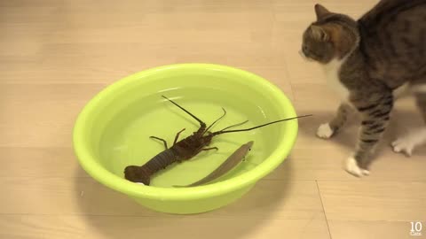 Japanese spiny lobster vs Cat 😹