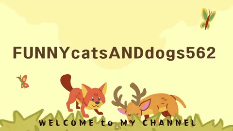 Funny Animal Videos 2023 Funniest Cats and Dogs Videos