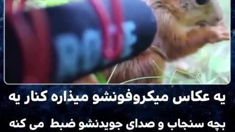 Real squirrel chewing sound using microphone