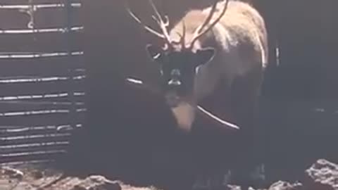 Reindeer chews on stick in pen