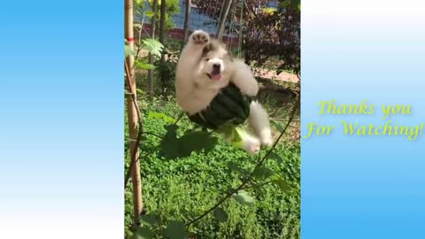 Cute pets and funny Animals compilation # s pets Garden