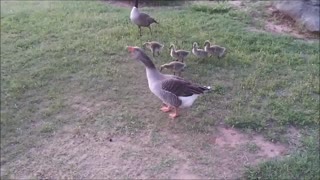 ❤ Mother's Day Gift for Hillary 🐤