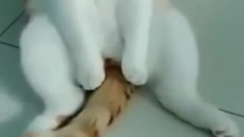 Animal in enjoying mood