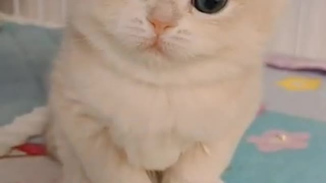 Satisfaction baby cat happy funny yummy