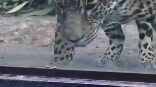 Best Funny Animal Videos
