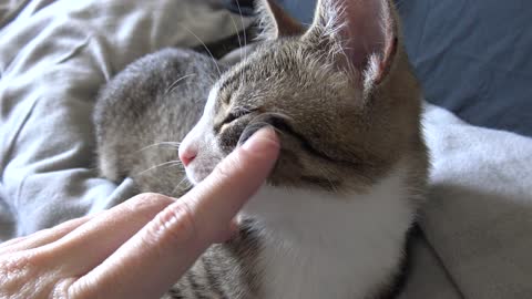 Cute Kitten Lets Me Scratch His Whiskers
