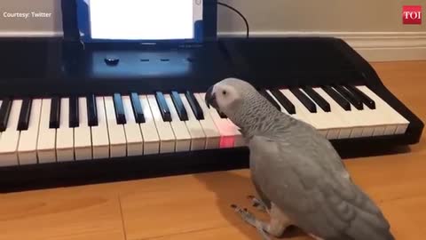 that parrot can play piano