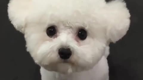 🤣 Awesome Funny Pet Animals Life Videos 😇