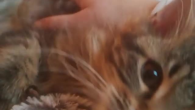mainecoon kitten browntabby