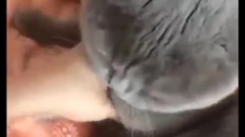 Funny 🐱 video#🎉❤️🐈❤️