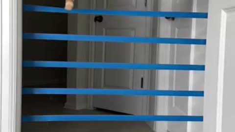 _Cats_Jump__Amazing_