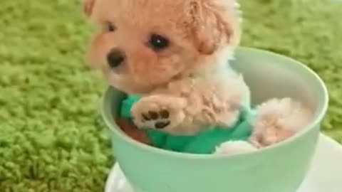 Cute Puppy Cutest Puppies #dog