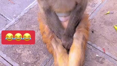 what is doing monkey