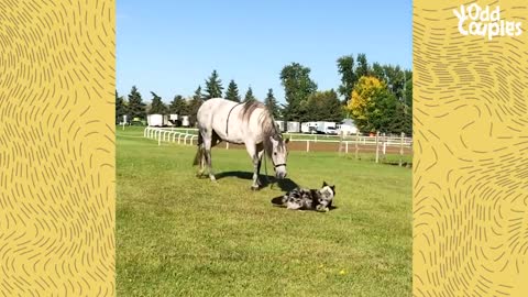 dog can't stop smiling when he riding his favourite horse