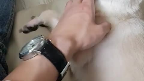 Cheeky puppy