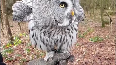 Owls are so serious