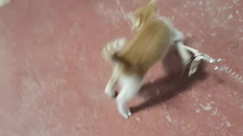 I gave my acorn toy to the kitten and it was a lot of fun to play with.