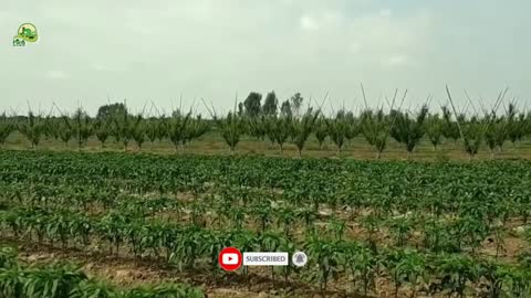 Red Chilli Farming And Harvesting Technology - Chili Powder And Chili Sauce Processing In Factory
