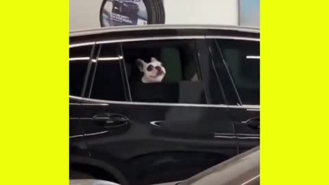 This is Walter. He is a figure, draws everyone's attention in the parking lot of the authorized