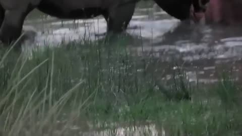 Power of Crazy Hippo - wide mouth Hippo bites everything it sees-12